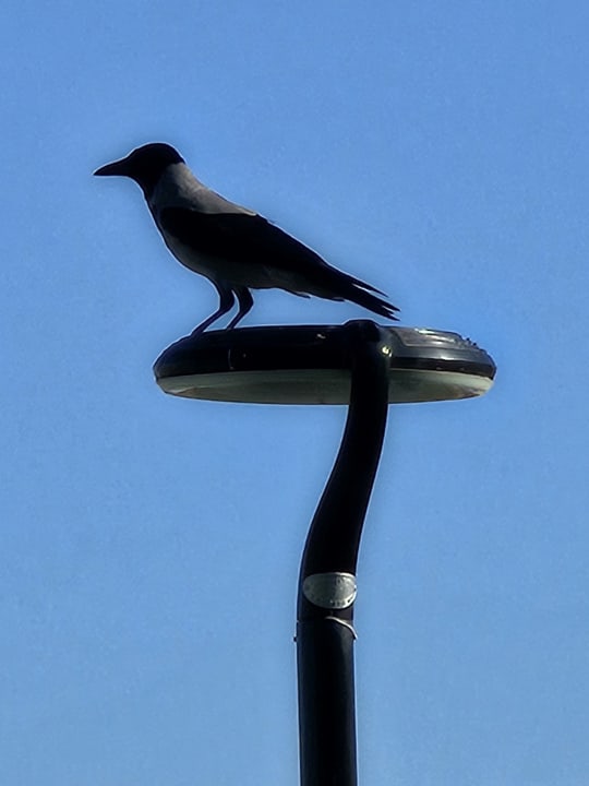 Gartenanlage Rixos Premium Magawish Suites & Villas