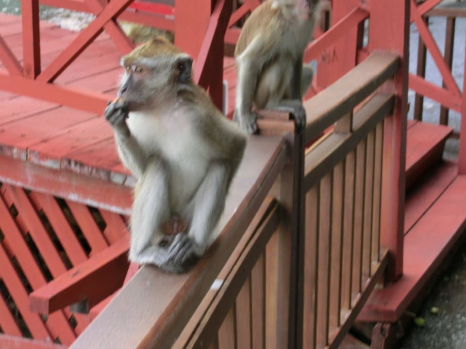 Ureinwohner die waren schon immer da Berjaya Langkawi Resort
