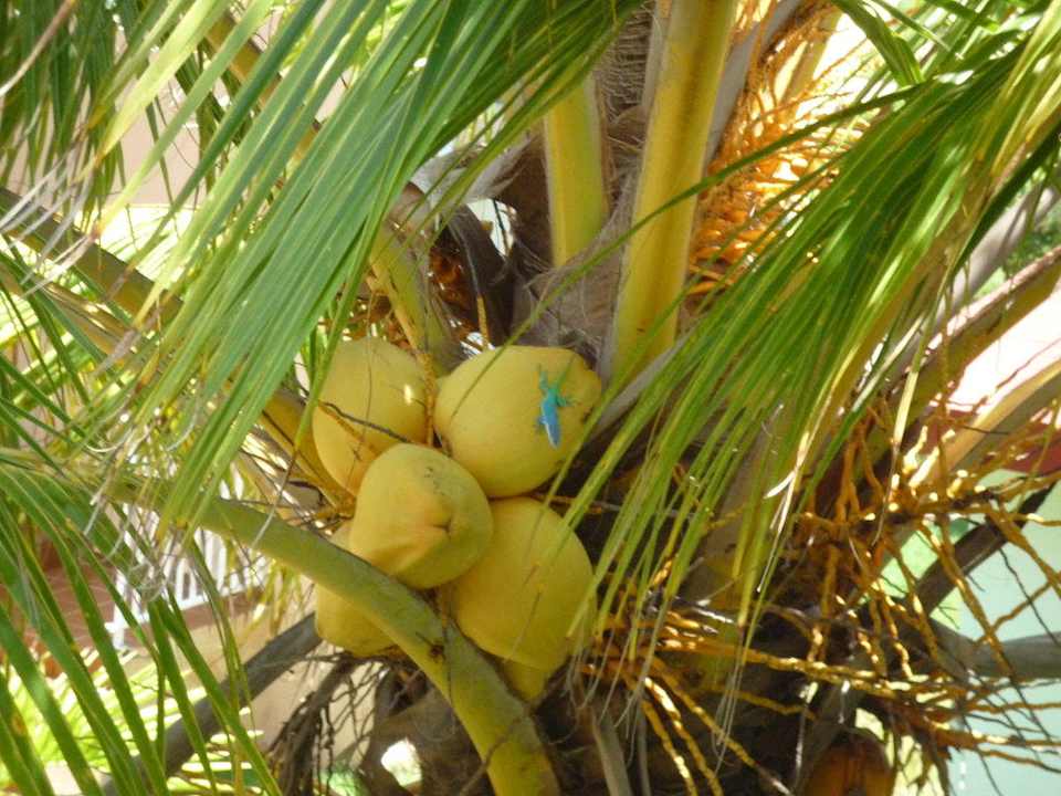 Echse Sol Hicacos Varadero