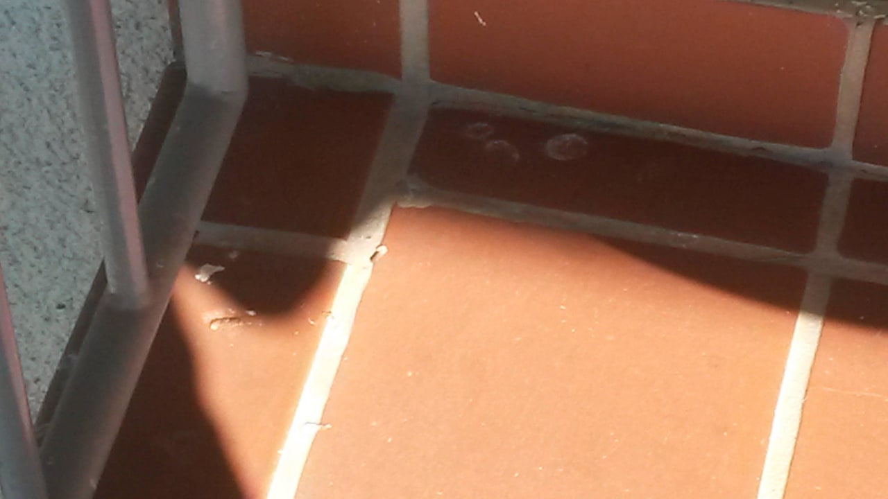 Alter einegtrockneter Vogelkot Terme Banovci - Hotel Zeleni Gaj