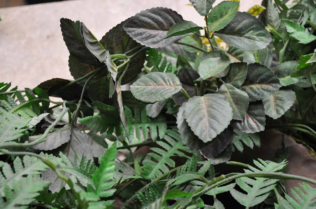 Verdreckte Pflanzen Hotel Imperial Palace