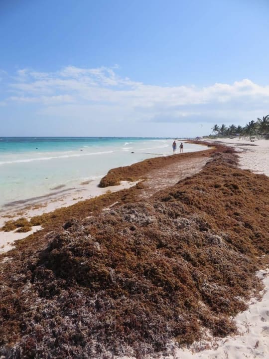 Soweit das Auge reicht :-( Catalonia Royal Tulum Beach & Spa Resort - Adults only