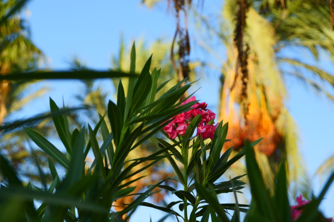 Gartenanlage The Grand Hotel Hurghada
