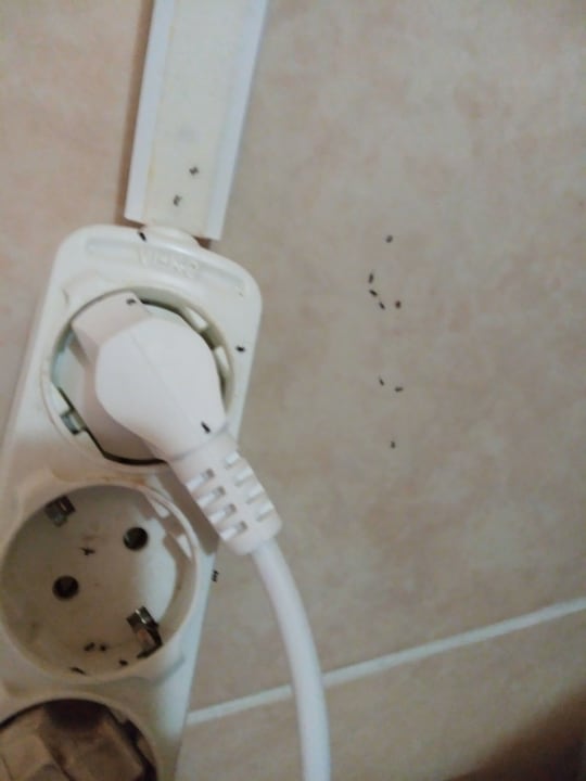 Zimmer Side Tuana Garden Home