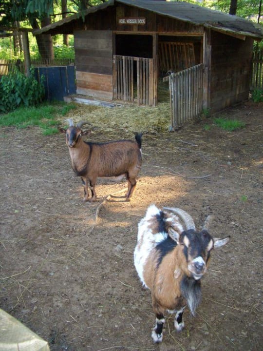 Streichelzoo im Dorfhotel Naturel Hoteldorf Schönleitn
