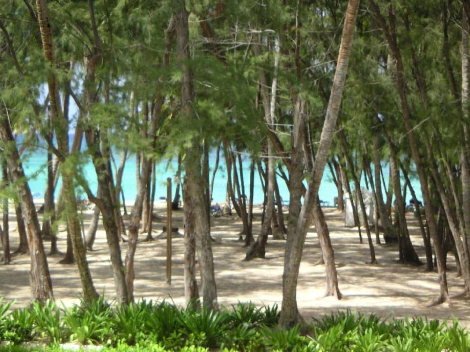 Carabela Beach Resort Strand Vista Sol Punta Cana