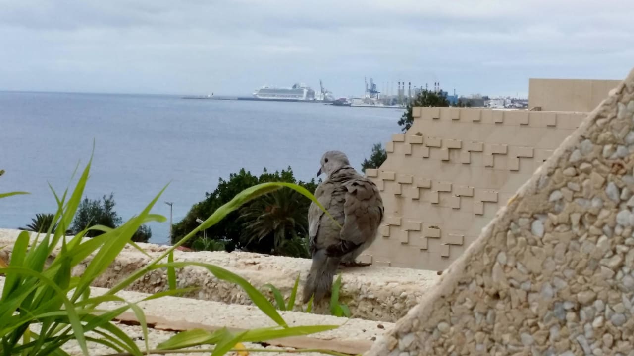 Ein Ureinwohner ;) Hotel Grand Teguise Playa