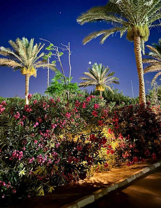 Gartenanlage TUI MAGIC LIFE Penelope Beach