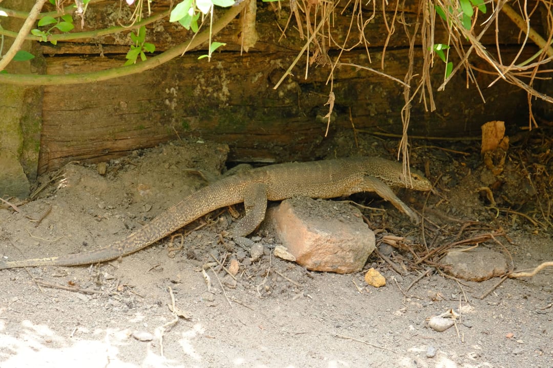 Unser "Hauswaran" Hotel Susantha Garden