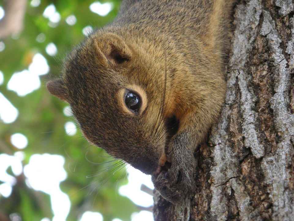 Süsse kleine Mitbewohner The Laguna A Luxury Collection Resort & Spa