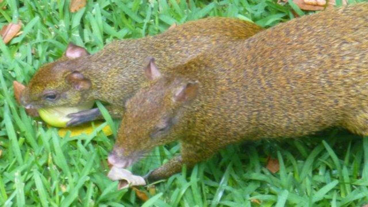 Haustiere Grand Palladium Select White Sand Resort & Spa