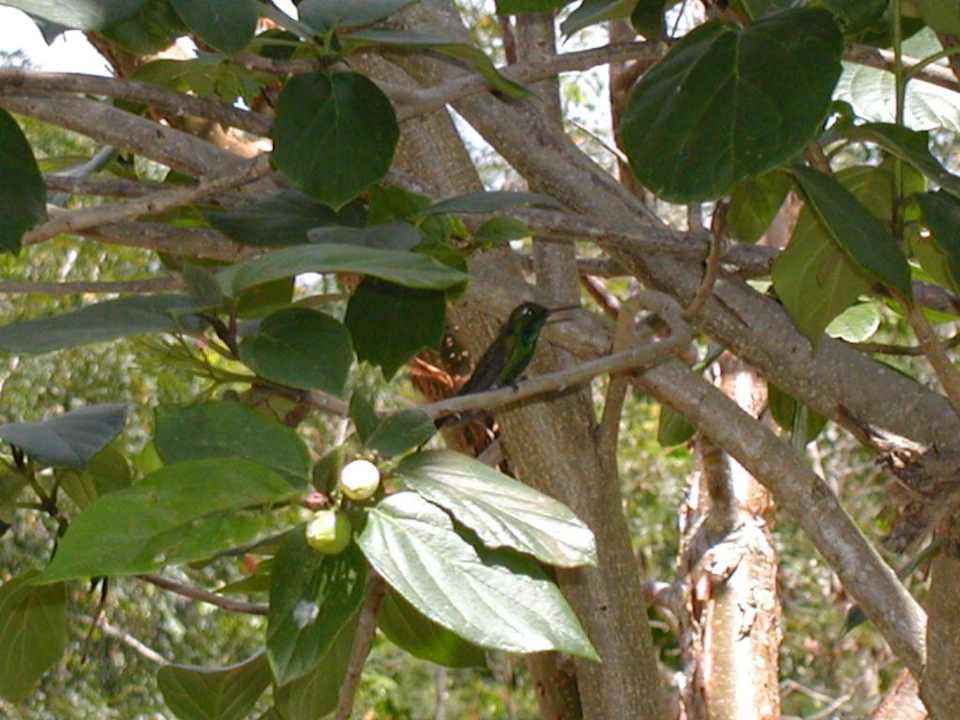 Kolibri Sol Rio De Luna y Mares