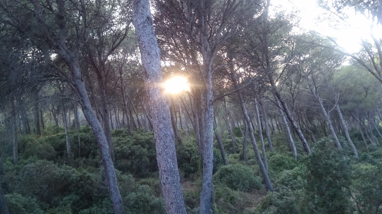 Ausblick Es Bauló Petit Hotel