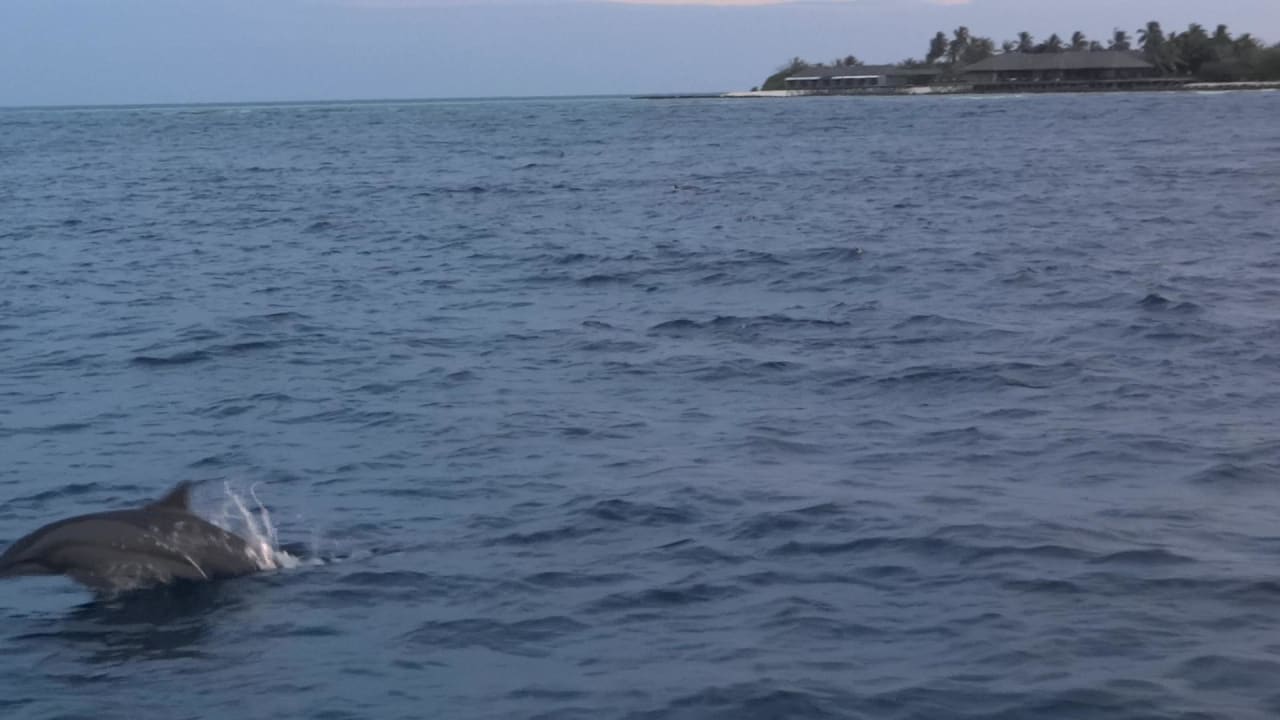 Delphin bei der SunsetCruise Kuredu Island Resort & Spa