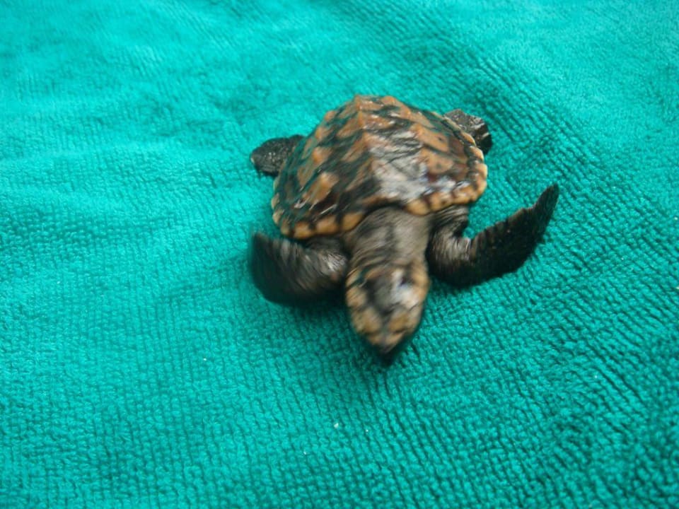 Little Erika- Baby Turtle..20 Tage alt Dhawa Ihuru