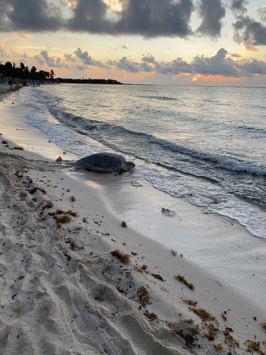Strand Akumal Bay Beach & Wellness Resort