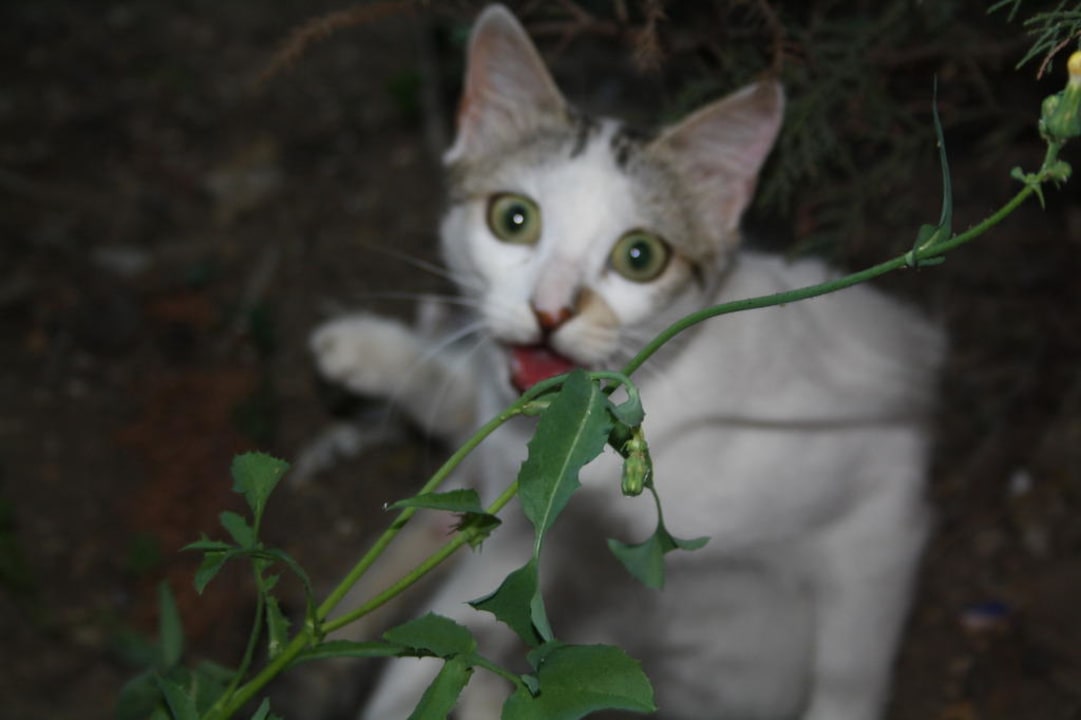 Hotelkatze Hotel Orfeus Park