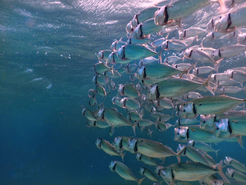 Sport & Freizeit The Oasis Dive Resort