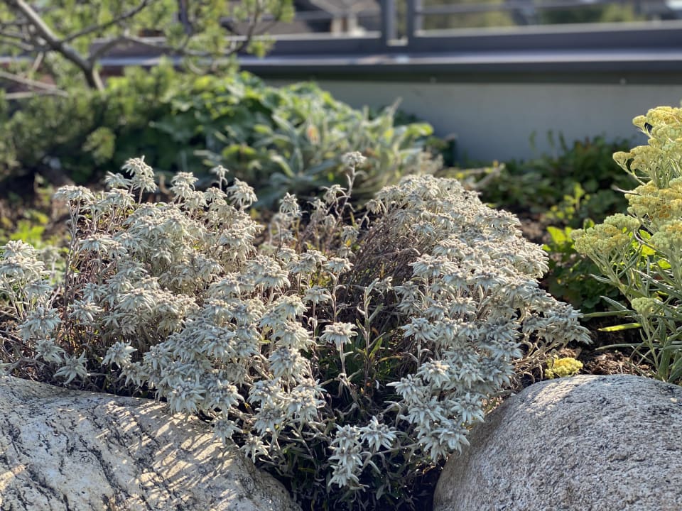 Gartenanlage Mountain Resort Feuerberg