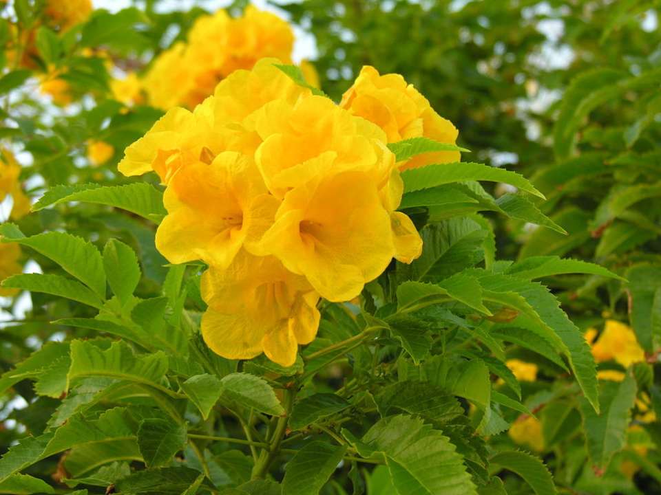 Kwiaty JAZ Mirabel Beach