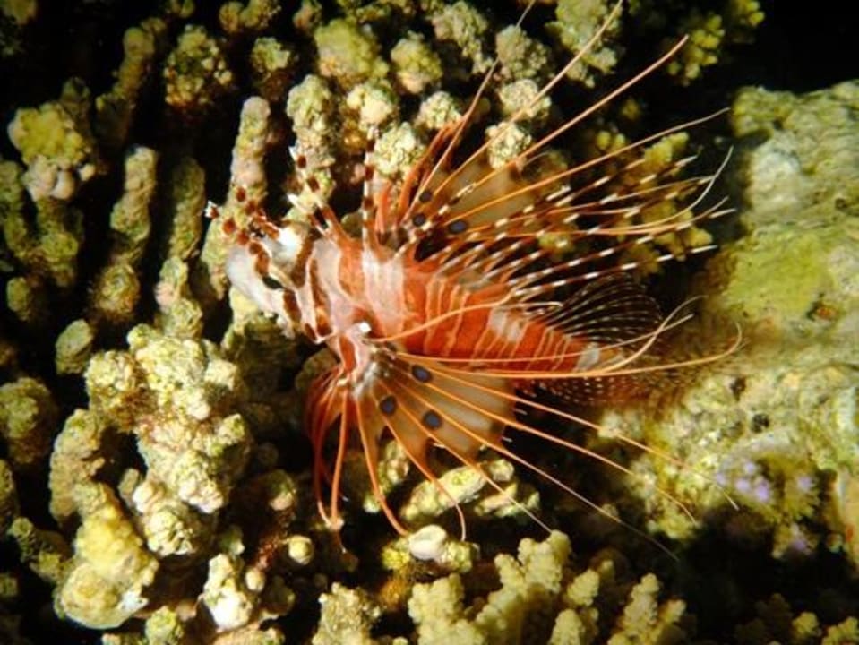 Unterwasser bei Nacht Eri Maldives