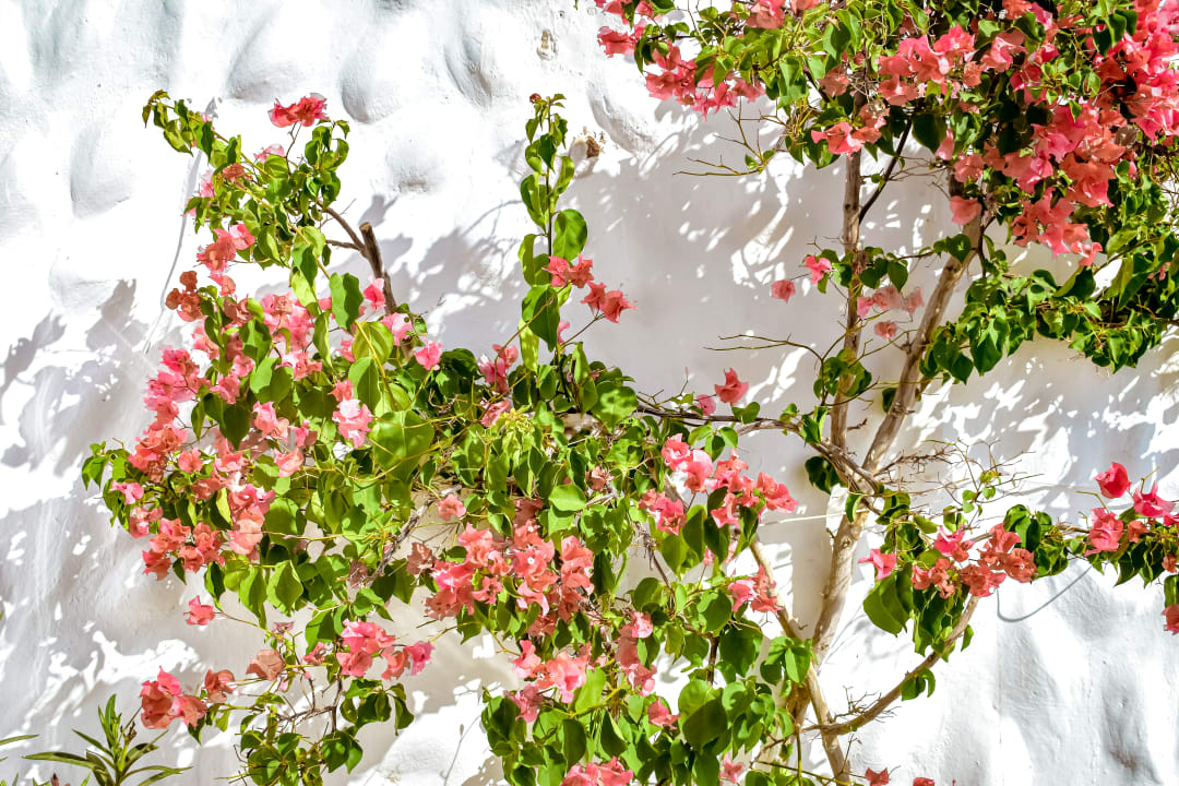 Gartenanlage Casablanca Fuerteventura