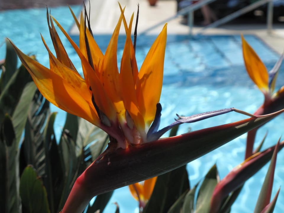 Poolbepflanzung Sunis Kumköy Beach Resort Hotel & Spa