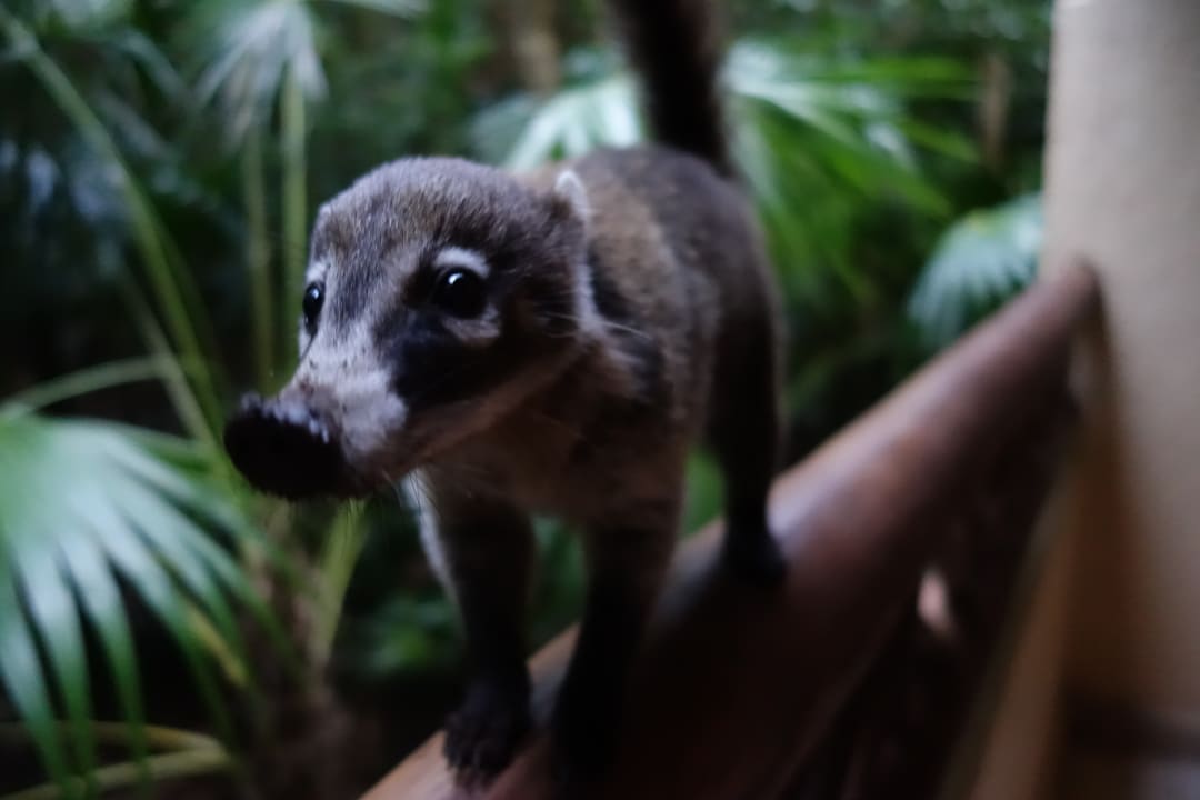 Zimmer Catalonia Royal Tulum Beach & Spa Resort - Adults only