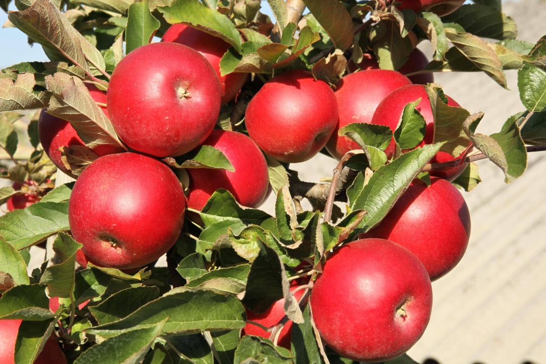 Unsere paradiesischen Äpfel Wohnungen Fetz