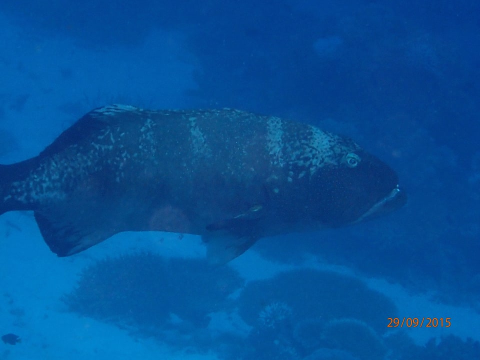 Große Zackenbarsche ROBINSON MALDIVES