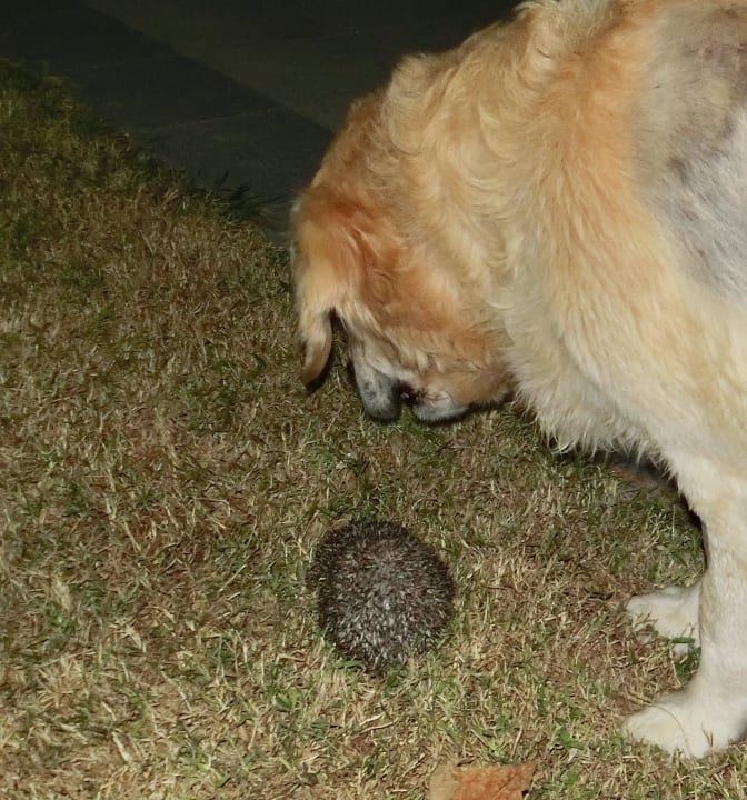 Freunde: Hund und Igel TUI BLUE Xanthe