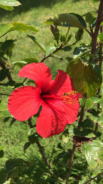 Gartenanlage Ali Bey Club