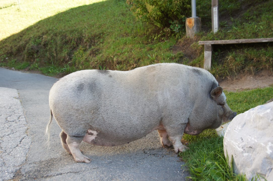 Notchi, das glückliche Hängebauchschwein Pension Maier Schiestlhof