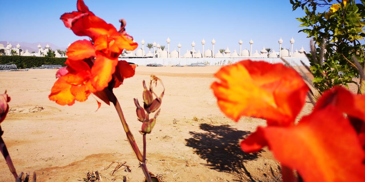 Außenansicht Pickalbatros Aqua Park Resort - Sharm El Sheikh