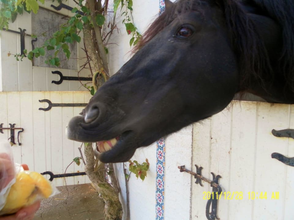 Stallungen The Orangers Beach Resort and Bungalows