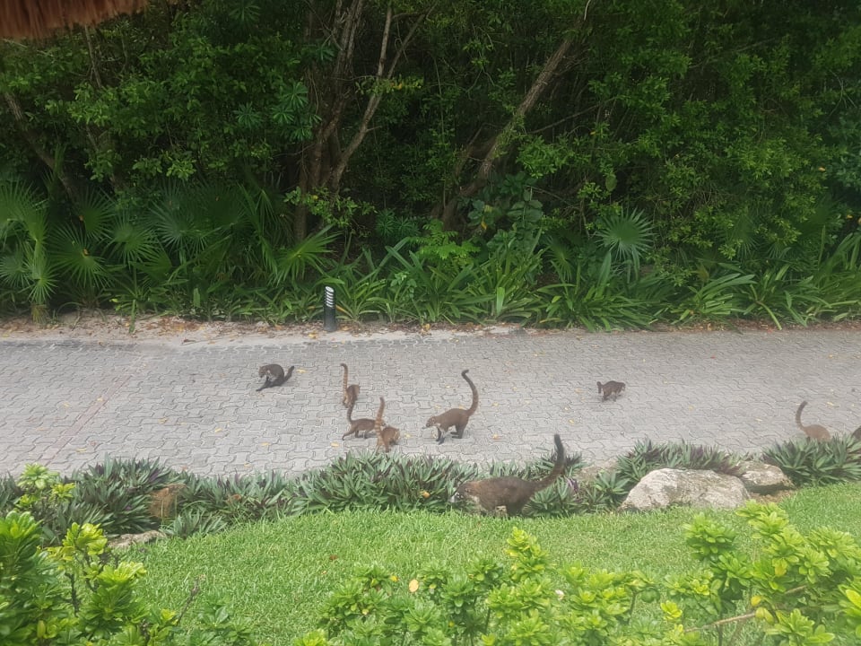 Nasenbären Grand Palladium Kantenah Resort & Spa