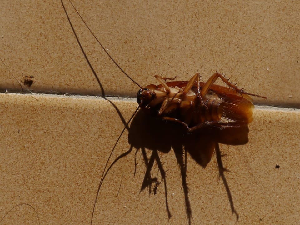 Nächtlicher Besuch Hotel Cala D'Or Park