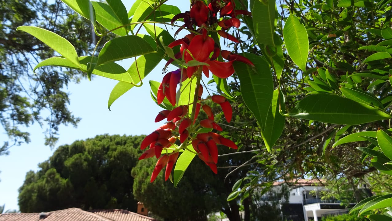 Gartenanlage Asteria Family Belek