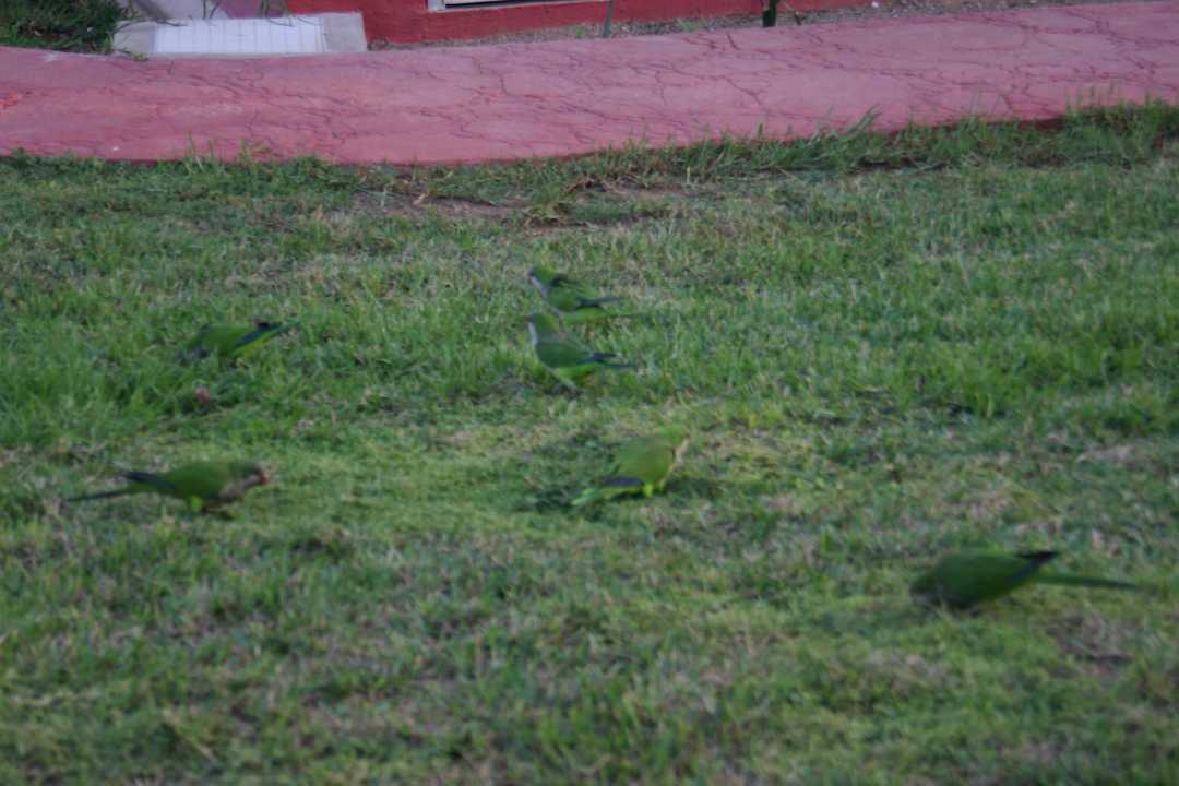 Kleine Papageien in der Anlage HL Miraflor Suites Hotel