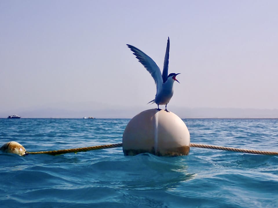 Sonstiges Hotel Sheraton Soma Bay Resort