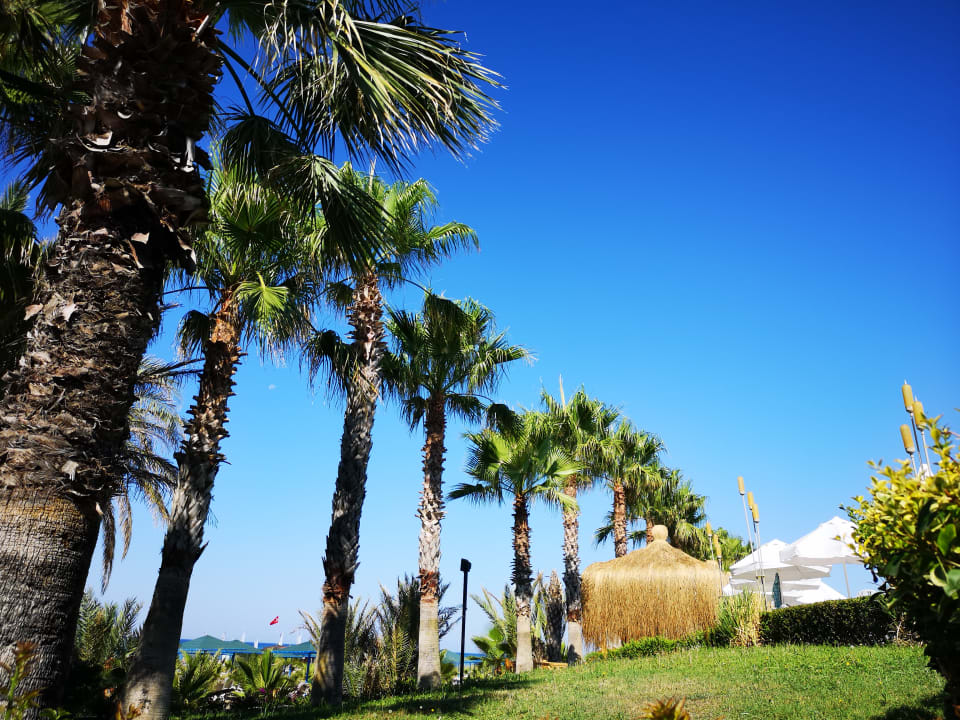 Strand Paloma Oceana
