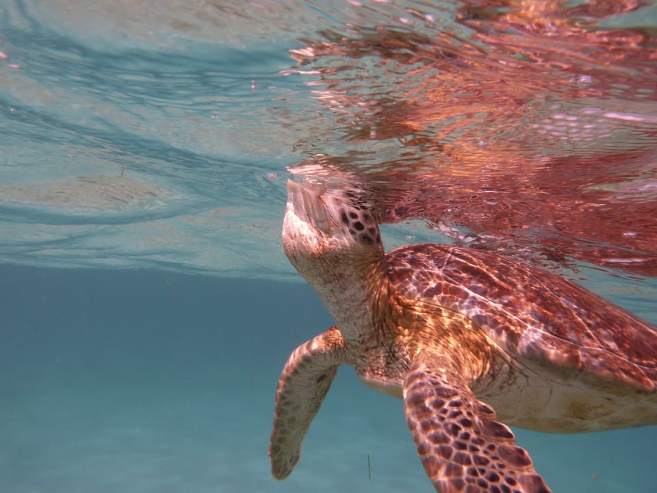 Sport & Freizeit Akumal Bay Beach & Wellness Resort