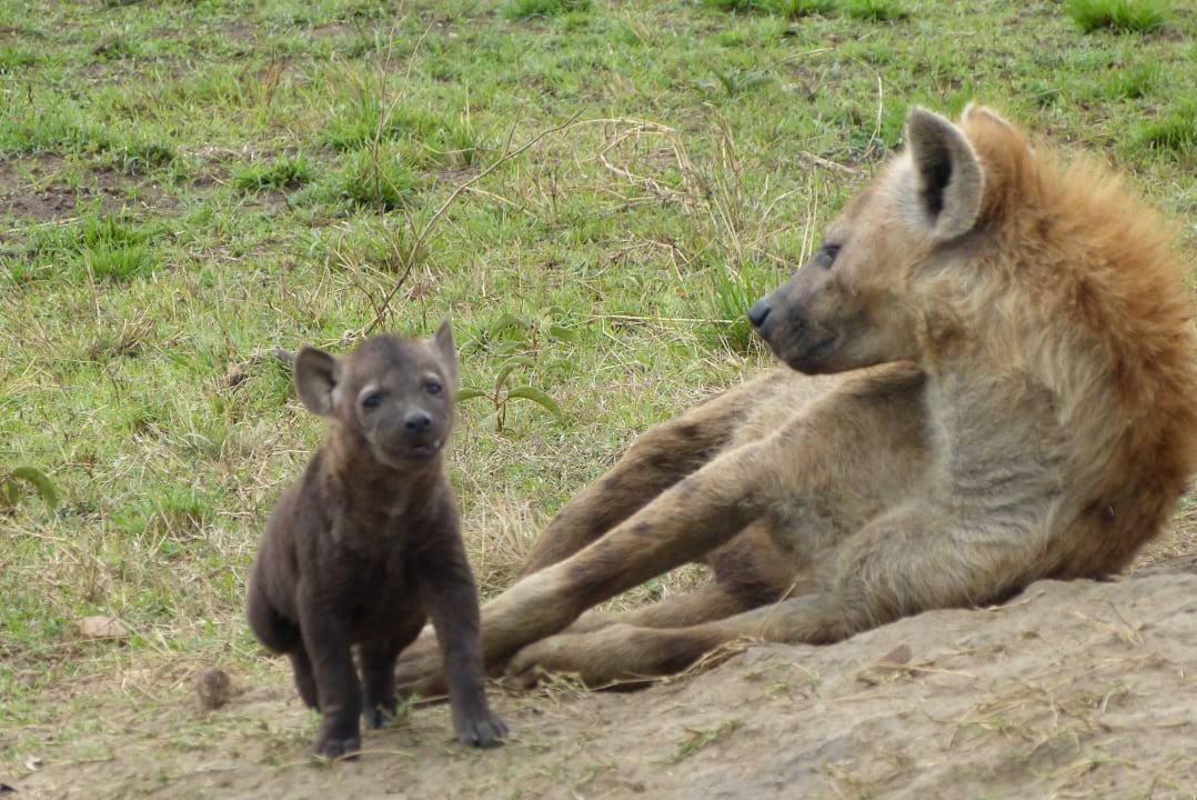 Sonstiges Aruba-Mara Camp