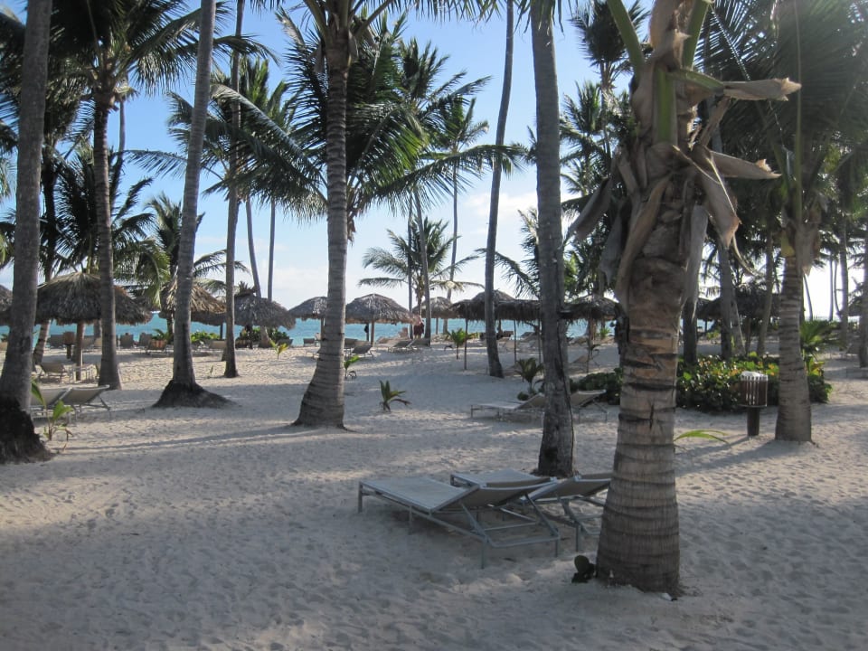 Strand - Liegenbereich Catalonia Punta Cana - All Inclusive