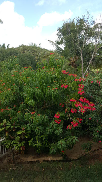 Gartenanlage Maritim Resort & Spa Mauritius