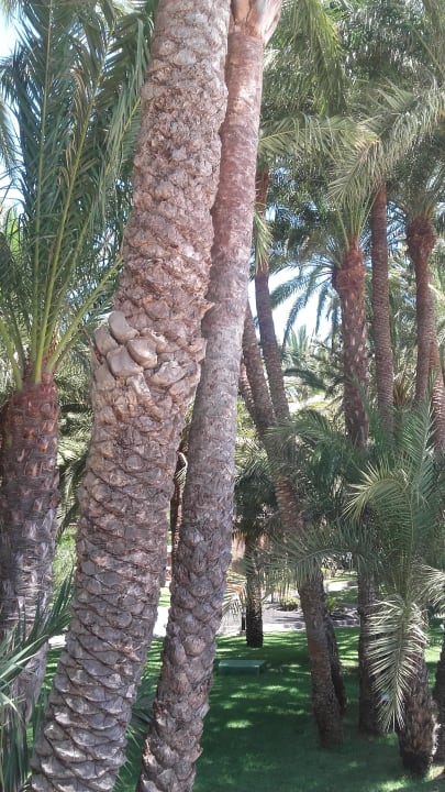 Garten Hotel Riu Palace Oasis