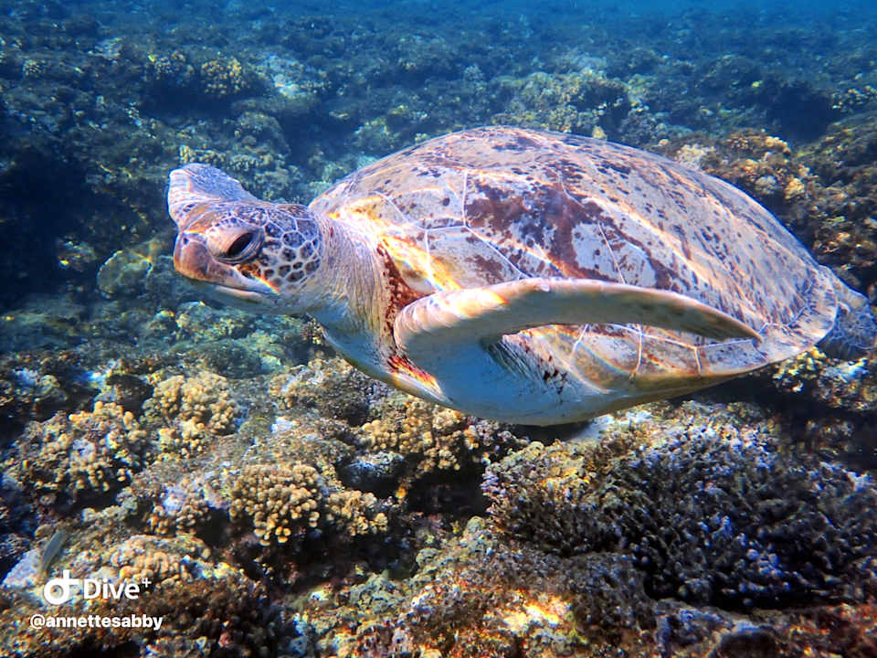 Sonstiges Three Corners Equinox Beach Resort