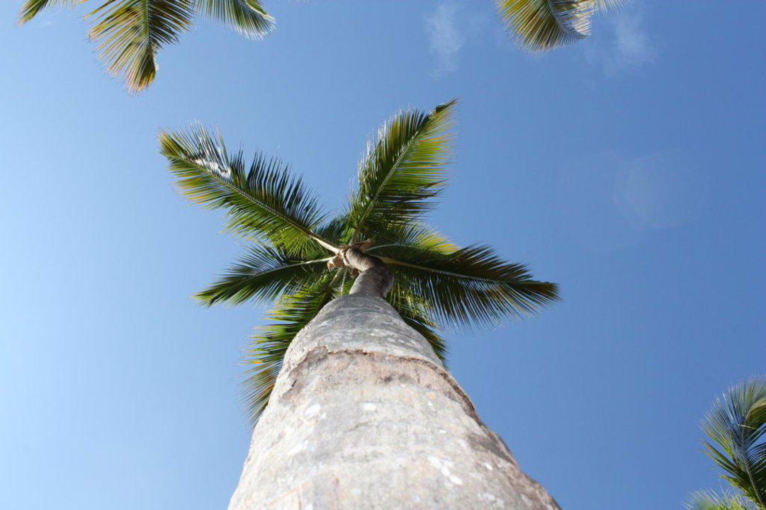 Palme mal anders Catalonia Punta Cana - All Inclusive