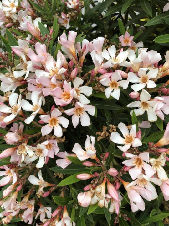 Gartenanlage ROBINSON JANDIA PLAYA