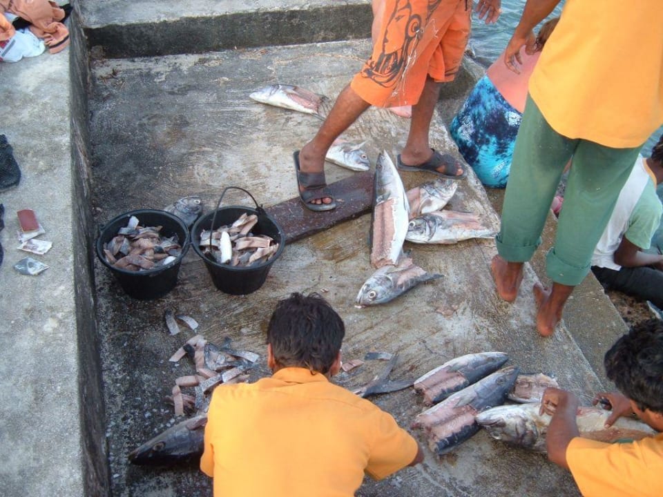 Köder zum Nachtfischen und für die Rochenfütterung Summer Island Maldives